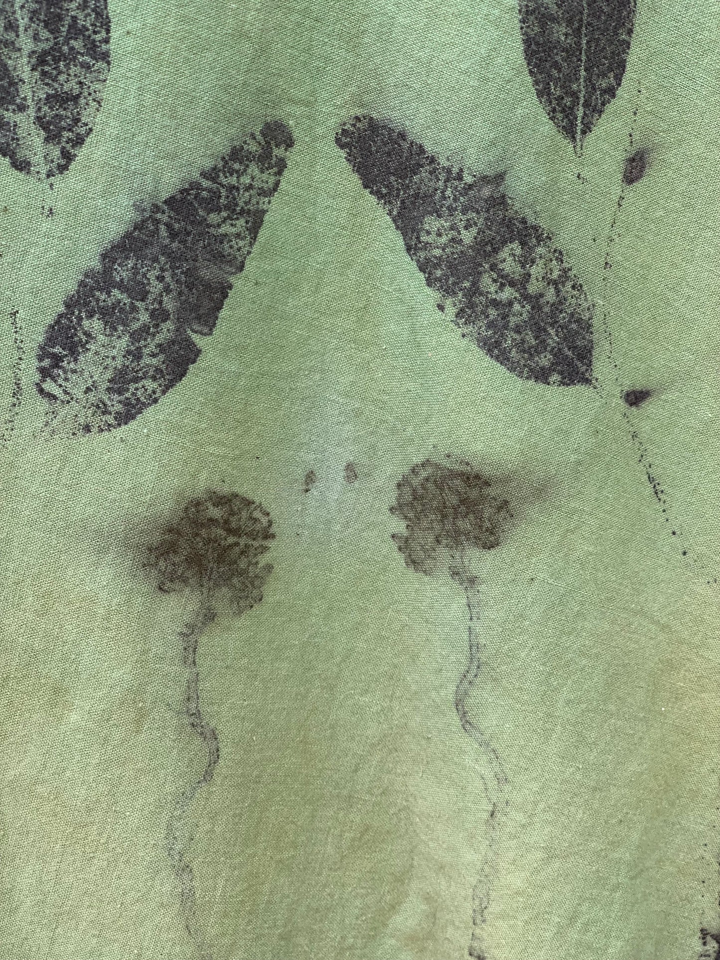 Eucalyptus