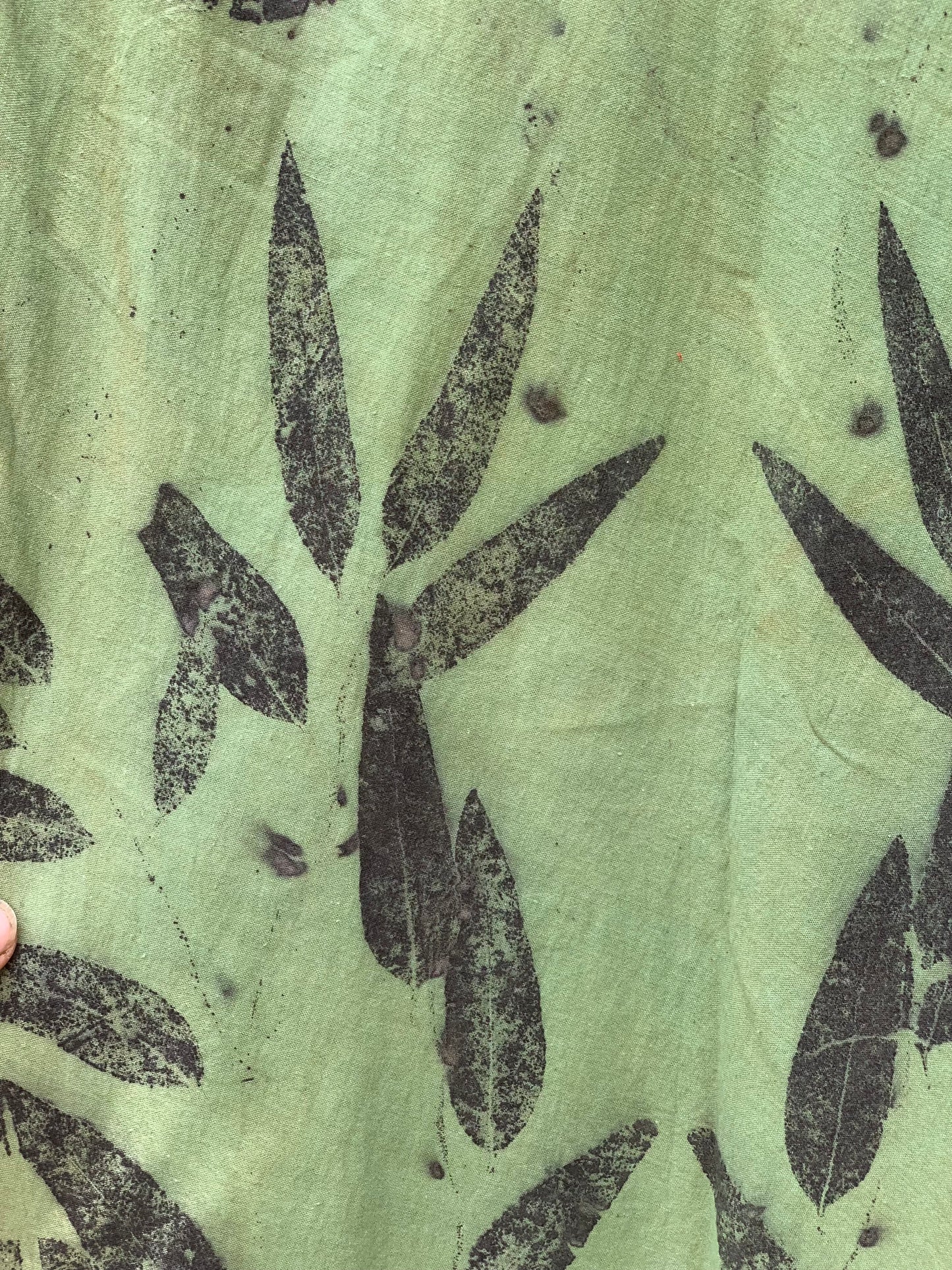 Eucalyptus