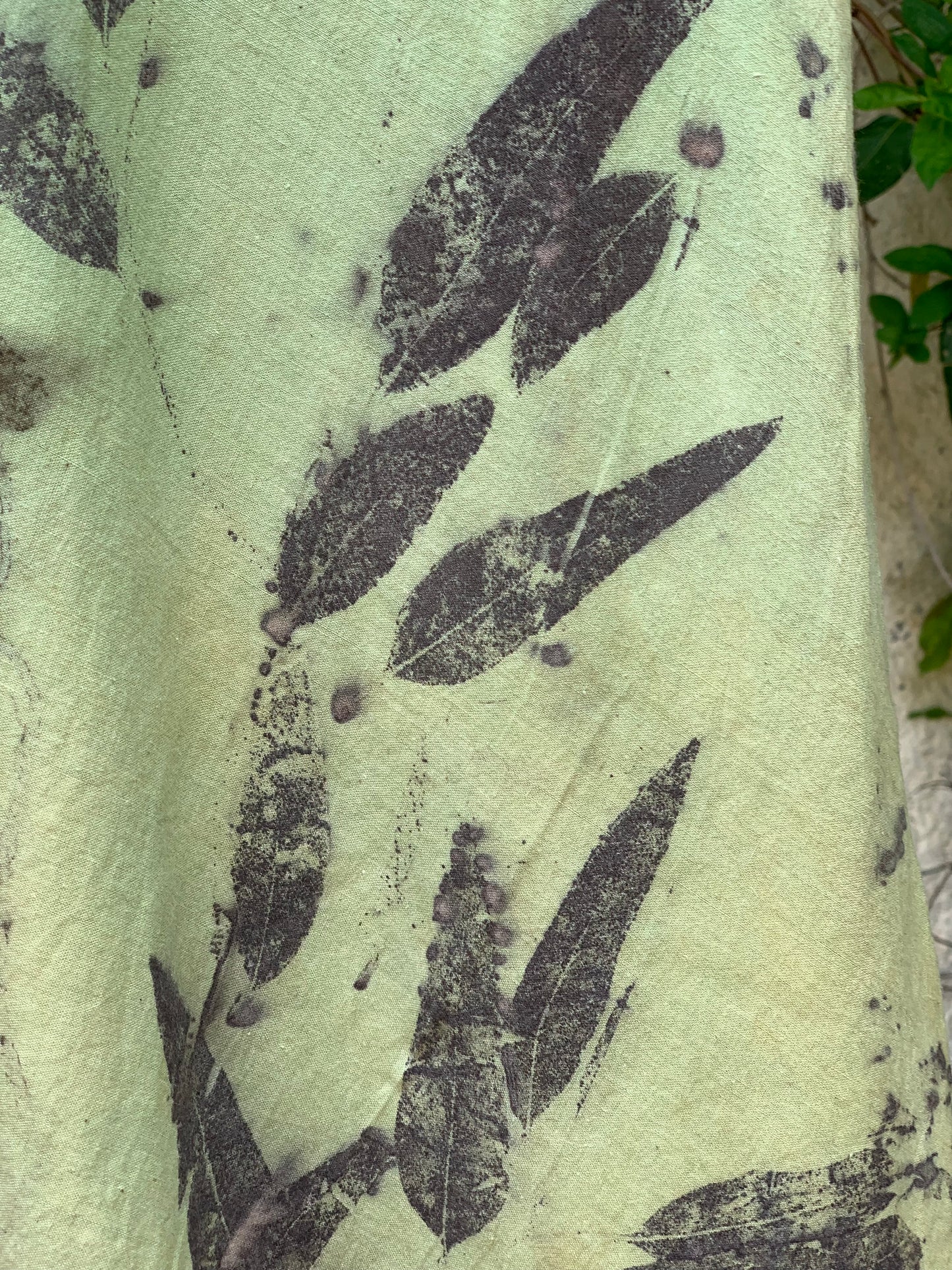 Eucalyptus